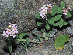 Aethionema saxatile creticum