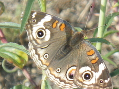Junonia grisea