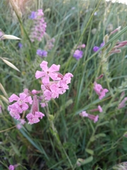 Silene bellidifolia