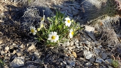 Melampodium leucanthum