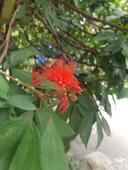 Calliandra trinervia