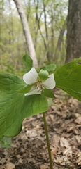 Melanthiaceae