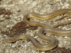 Dolichophis caspius