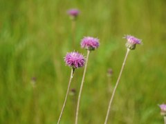 Asteraceae