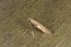 Caloptilia azaleella