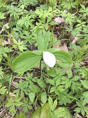 Trillium grandiflorum