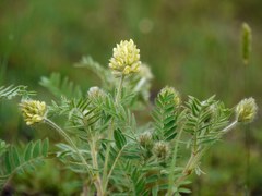 Astragalus