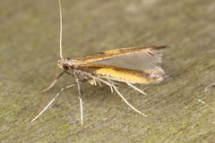 Caloptilia azaleella
