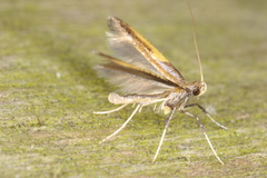 Caloptilia azaleella