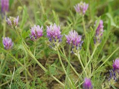 Astragalus