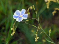 Linum austriacum