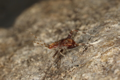 Phytocoris ulmi