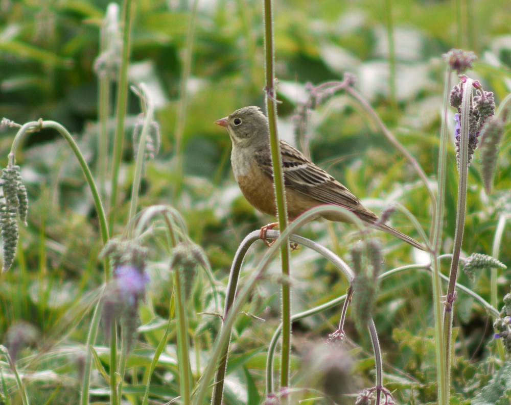 Ortolan Bunting