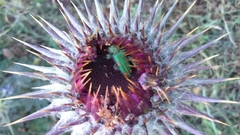 Trichodes quadriguttatus