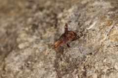 Phytocoris ulmi