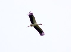 Ciconia ciconia