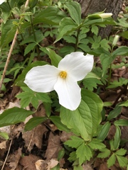 Trillium grandiflorum