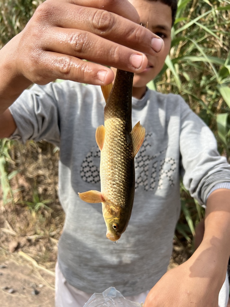 Tensift Riffle Barbel