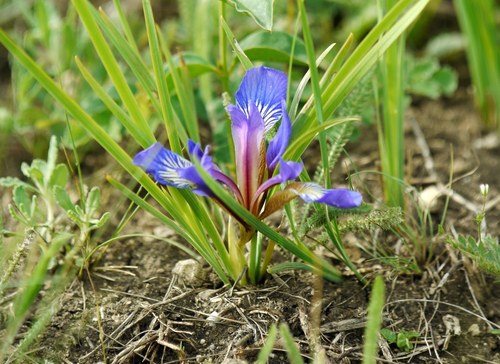 Iris pontica Zapal.