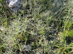 Aspalathus digitifolia