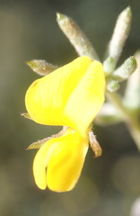 Aspalathus digitifolia