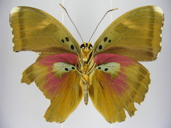 Euphaedra diffusa diffusa