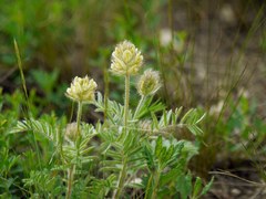 Astragalus