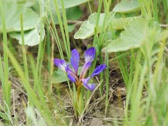Iris pontica
