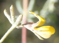 Aspalathus digitifolia