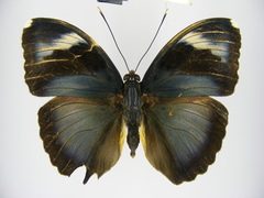 Euphaedra diffusa diffusa