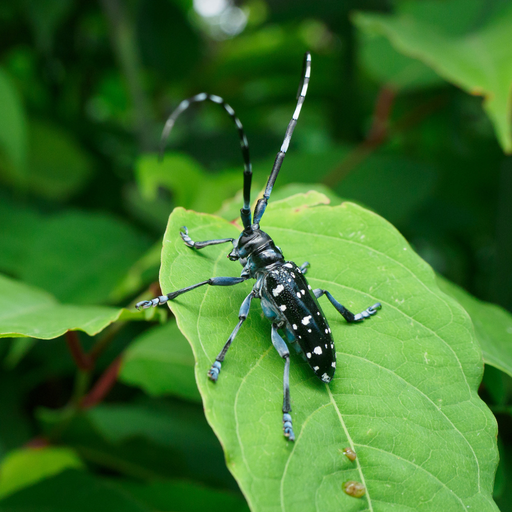 Citrus Longhorn Beetle in June 2024 by emura_atka · iNaturalist