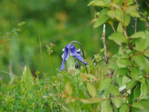 Solitary clematis (Clematis integrifolia)