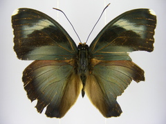 Euphaedra diffusa diffusa
