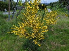 Cytisus scoparius
