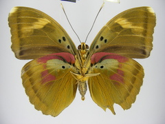Euphaedra diffusa diffusa
