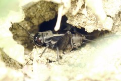 Melanogryllus desertus