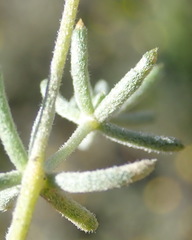 Aspalathus digitifolia