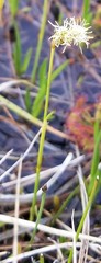 Eleocharis quinqueflora