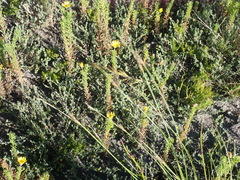 Aspalathus diffusa