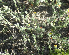 Aspalathus diffusa