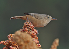 Southern House-Wren photo 3