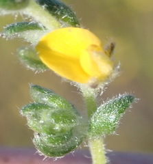Aspalathus diffusa