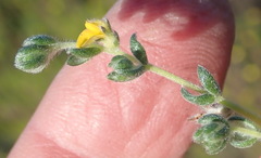 Aspalathus diffusa