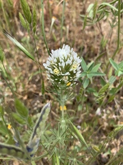 Castilleja lineariloba