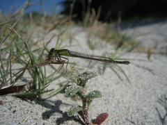 Ischnura genei