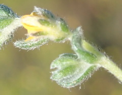 Aspalathus diffusa