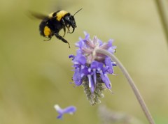 Bombus argillaceus