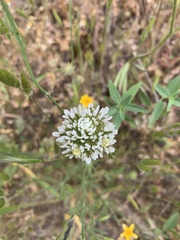 Castilleja lineariloba