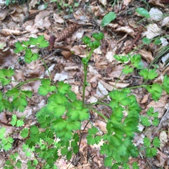 Thalictrum aquilegiifolium