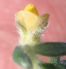 Aspalathus diffusa